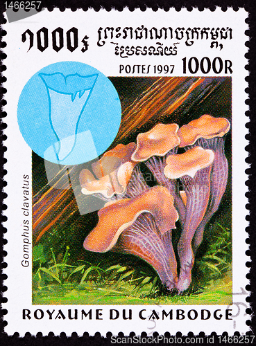 Image of Canceled Cambodian Postage Stamp Pig's Ears Mushroom Gomphus Cla