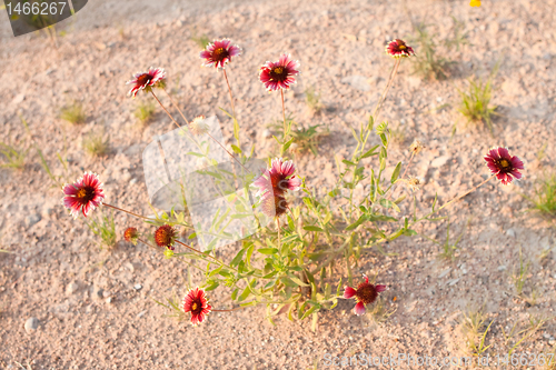 Image of Gaillardia aristata Growing in the Desert, New Mexico