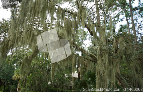 Image of Spanish Moss Hanging from Live Oak, Hilton Head, South Carolina