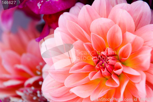 Image of Dahlia