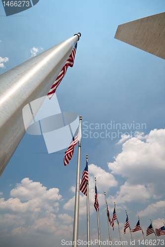 Image of Wide Angle American Flags Flagpoles Washington Monument, Washing