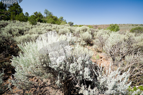 Image of Sagebrush on Hillside in New Mexico Desert, USA