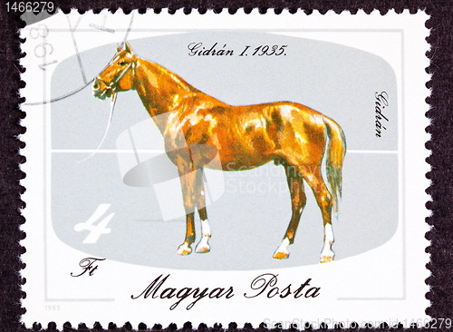 Image of Canceled Hungary Postage Stamp Hungarian Horse Breeds Gidran Iso