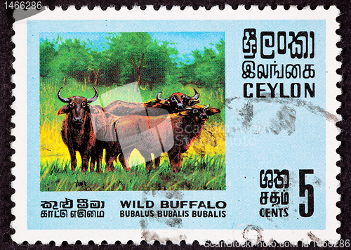 Image of Ceylon Sri Lanka Postage Stamp Asian Water Buffalo Bubalus Bubal