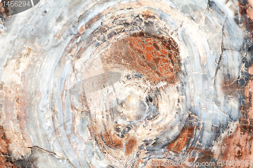 Image of Full Frame Close Up Cross Section Petrified Wood Tree Rings
