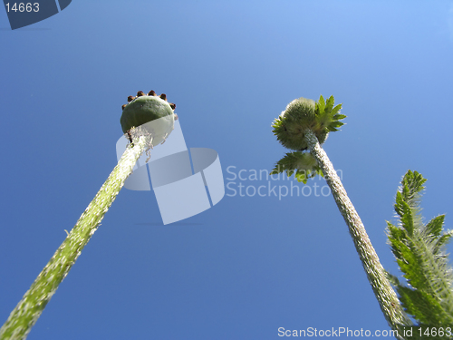 Image of Seedcases of poppy on blue sky background.