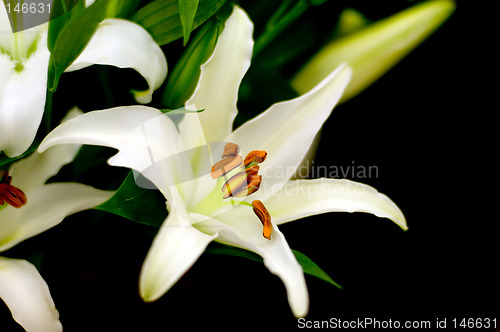 Image of White lilly