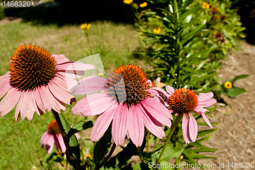 Image of Pink Coneflowers 'Magnus'  Echinacea