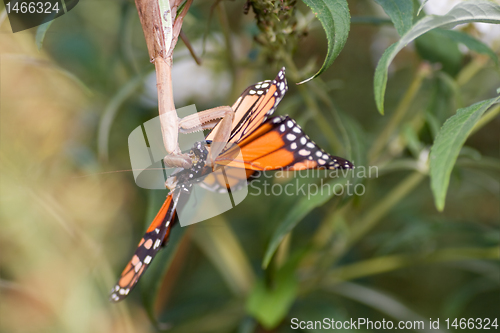 Image of Upside down Praying Mantis Eating Monarch Butterfly