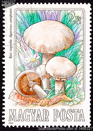 Image of Canceled Hungarian Postage Stamp Meadow Mushroom, Agaricus Campe