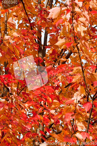 Image of Full Frame Bunch Orange Autumn Maple Leaves Tree