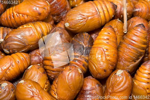 Image of Full Frame Close-Up Heap Moth Pupae  Larva