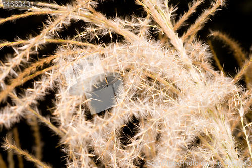 Image of Seed on Ornamental Grass in the Fall