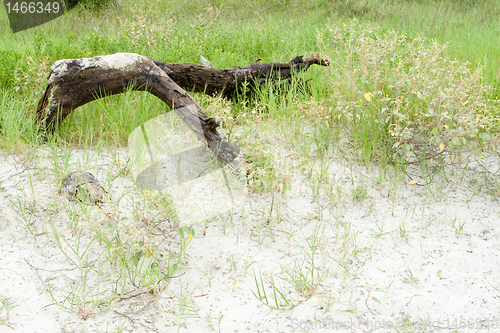 Image of Driftwood, Sand and Seagrass on Beach Hilton Head, South Carolin