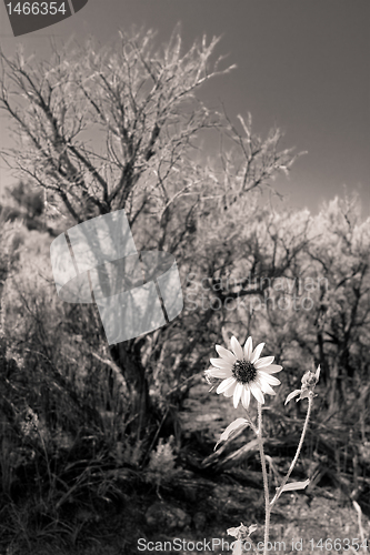 Image of Black and White Sunflower Sagebrush New Mexico