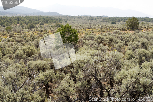 Image of Sagebrush NM Desert Sangre De Cristo Mountains 