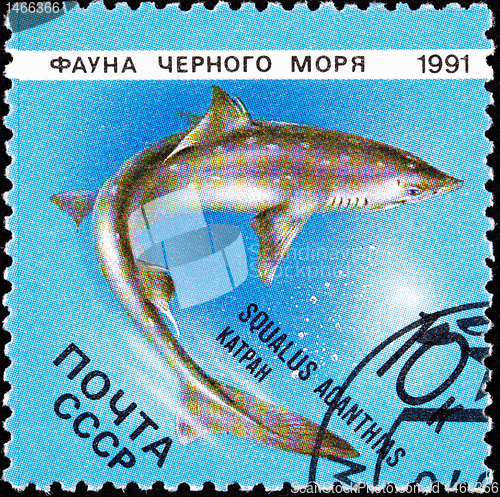 Image of Post Stamp Spiny Dogfish Shark, Squalus Acanthias