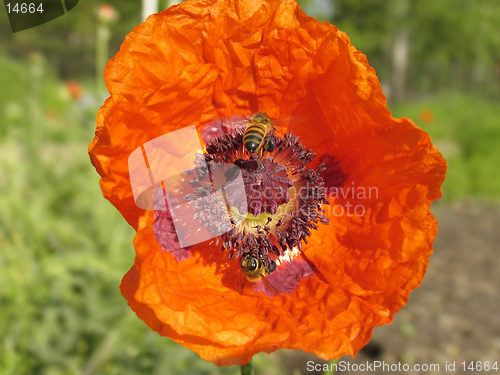 Image of Poppy and the bee. The close-up of poppy flower pollinated by bee.