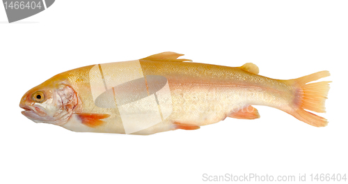 Image of rainbow trout