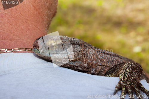 Image of Pet Black Throat Monitor Lizard