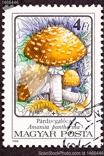 Image of Post Stamp Amanita Pantherina Panther Cap Mushroom