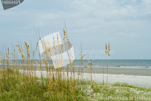 Image of Sea Oat Grass, Sand Dune, Overlooking Ocean, Hilton Head Beach