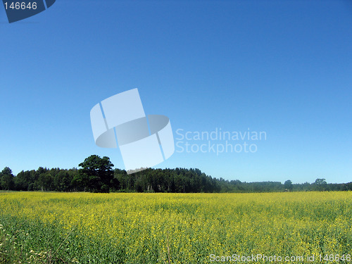 Image of GOLDEN CANOLA FIELD