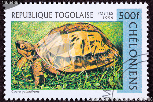 Image of Canceled Togan Postage Stamp Vietnamese Box Turtle Cuora Galbini