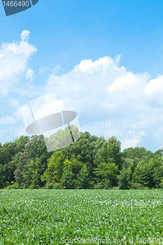 Image of Soy beans in a North Carolina field, blue sky