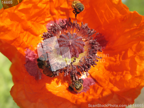 Image of Poppy and the bee. The close-up of poppy flower pollinated by bee