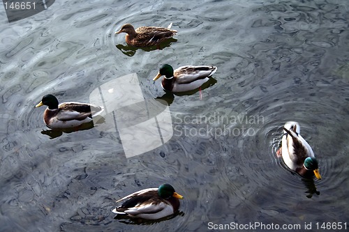 Image of Ducks #2