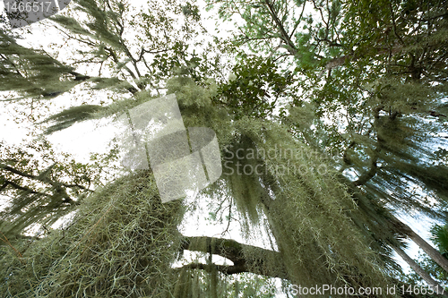Image of Spanish Moss Hanging From Tree Wide Angle Lens