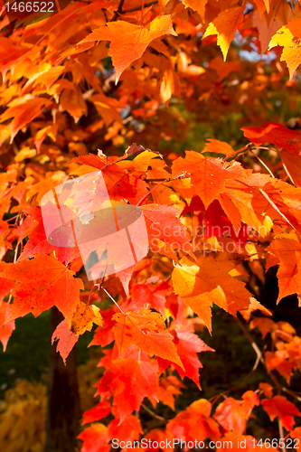 Image of Full Frame Bunch Orange Autumn Maple Leaves Tree