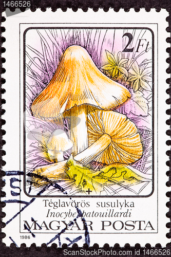 Image of Inocybe Erubescen/Patouillardi Poisonous Mushroom