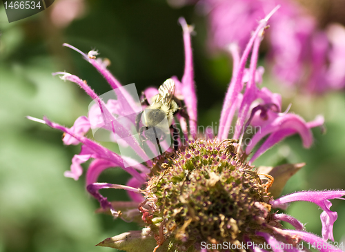 Image of Bumble Bee Pollinating Pink Bee Balm Flower Genus Monarda