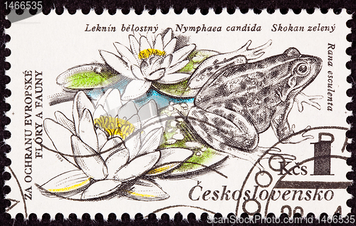 Image of Czechselovakian Postage Stamp Edible Frog, Pelophylax esculentus