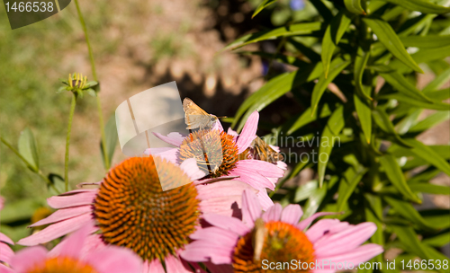 Image of Crossline Skipper Butterfly polites origenes Pink 'Magnus' Echin