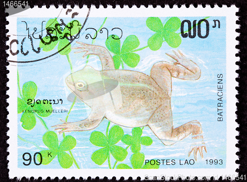 Image of Canceled Laotian Postage Stamp Swimming Frog Muller's Platanna, 
