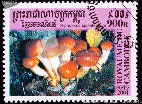 Image of Canceled Cambodian Postage Stamp Orange Brick Cap Mushroom, Hyph