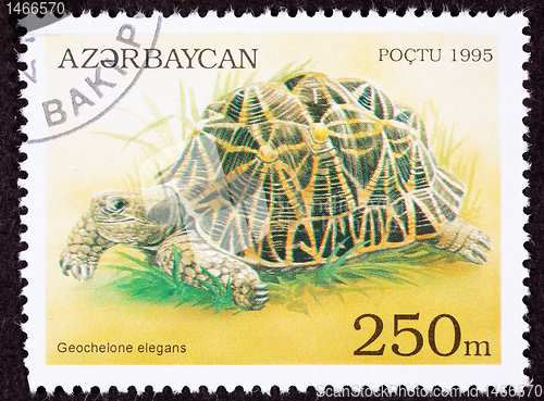 Image of Canceled Azerbaijan Postage Stamp Walking Indian Star Tortoise, 