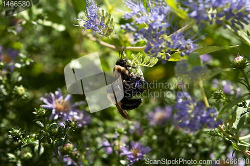 Image of Bumble Bees Mating on Purple Astor Flowers