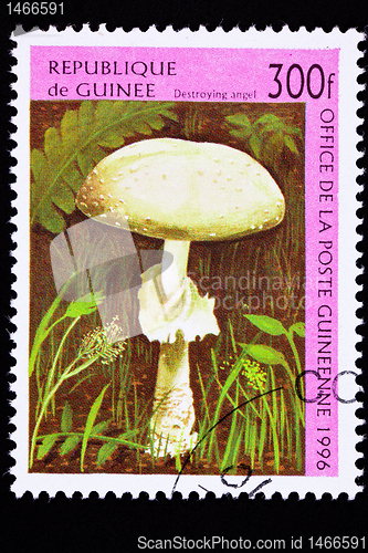 Image of Guinea Postage Stamp Destroying Angel Mushroom Amanita Virosa, O