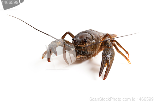 Image of Crawfish on white background