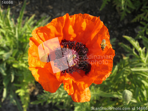 Image of Poppy and the bee. The close-up of poppy flower pollinated by bee.