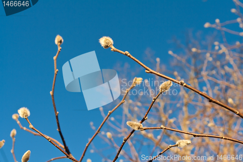 Image of Early Spring Fuzzy Willow Buds on Tree Branches