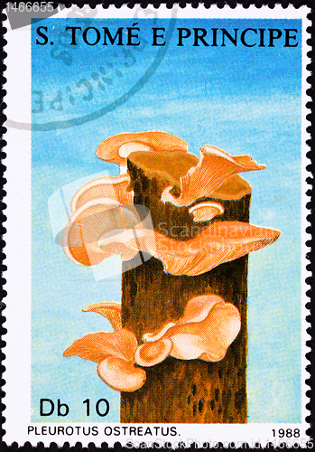 Image of SÃ£o TomÃ© Postage Stamp Oyster Mushroom, Pleurotus Ostreatus Tr