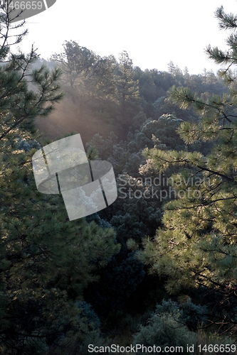 Image of Sunlight Ray Morning Pine Tree Forest NM
