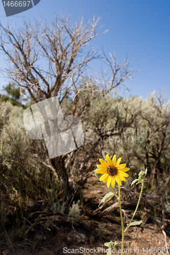 Image of Helianthus Sunflower Sagebrush New Mexico Desert