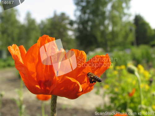 Image of Poppy and the bee. The close-up of poppy flower pollinated by bee.