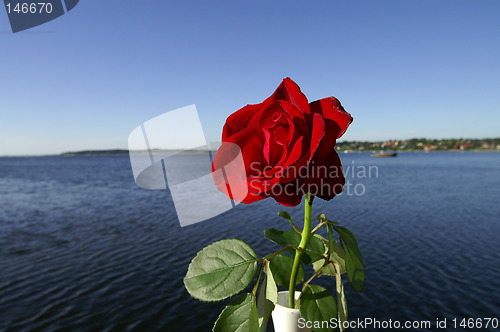 Image of Rose